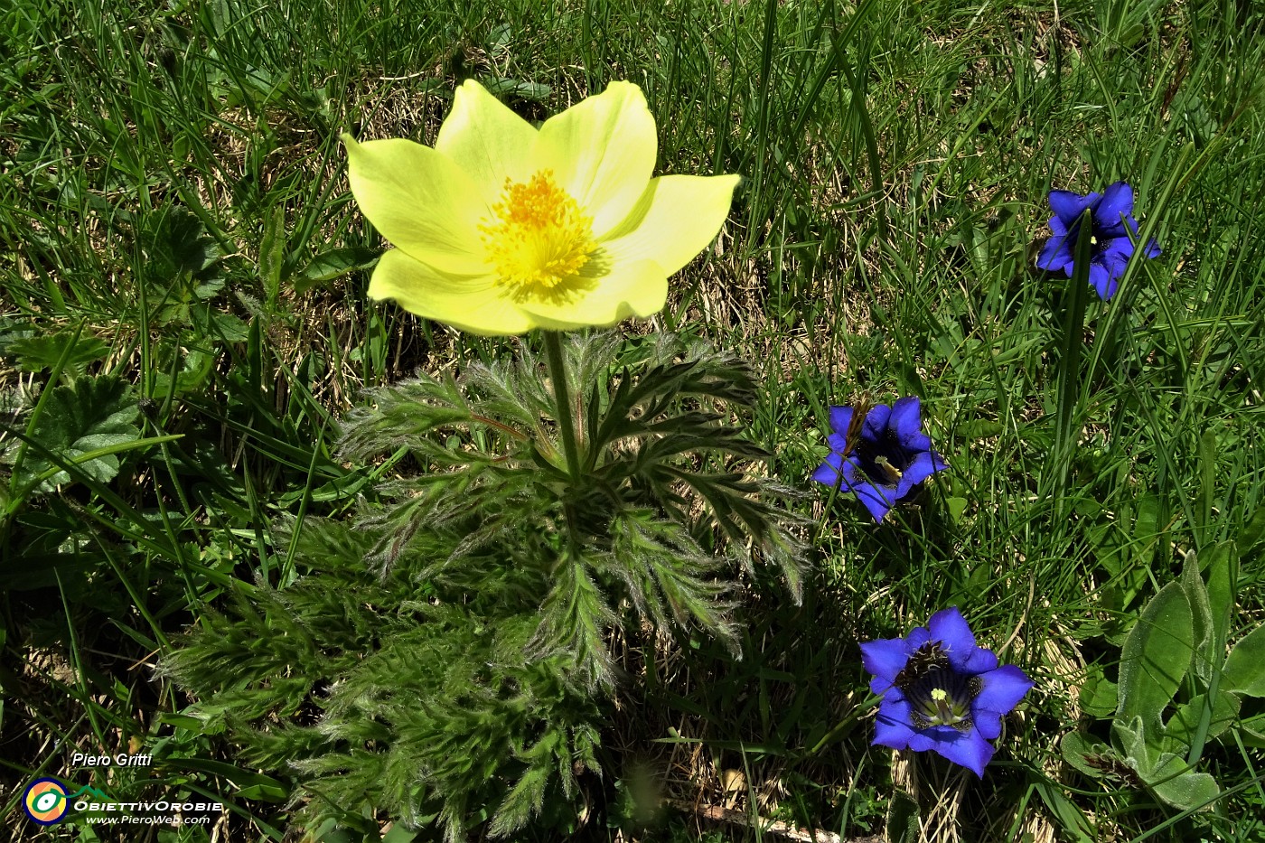 28 Pulsailla alpina sulfurea con   Genziana di Koch (Gentiana Kochiana).JPG